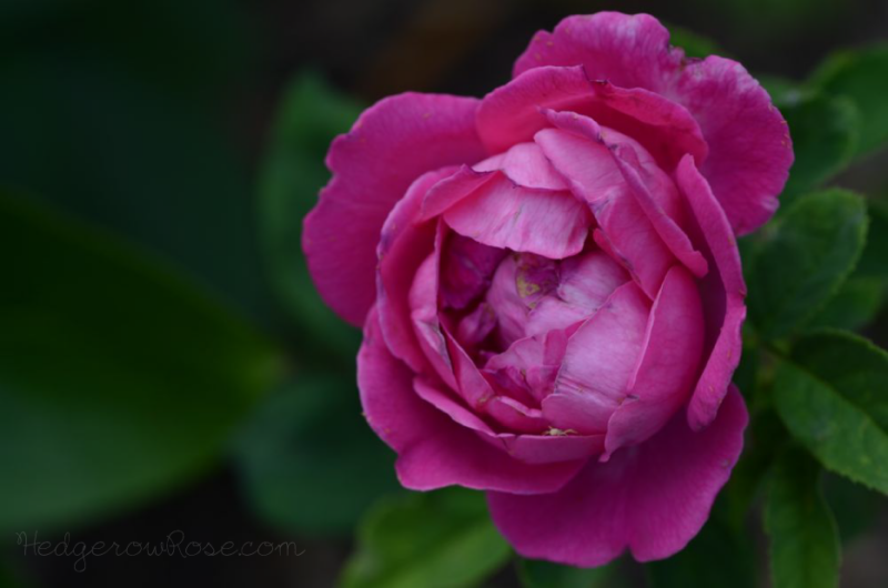 La Vie en Rose – Hedgerow Rose®