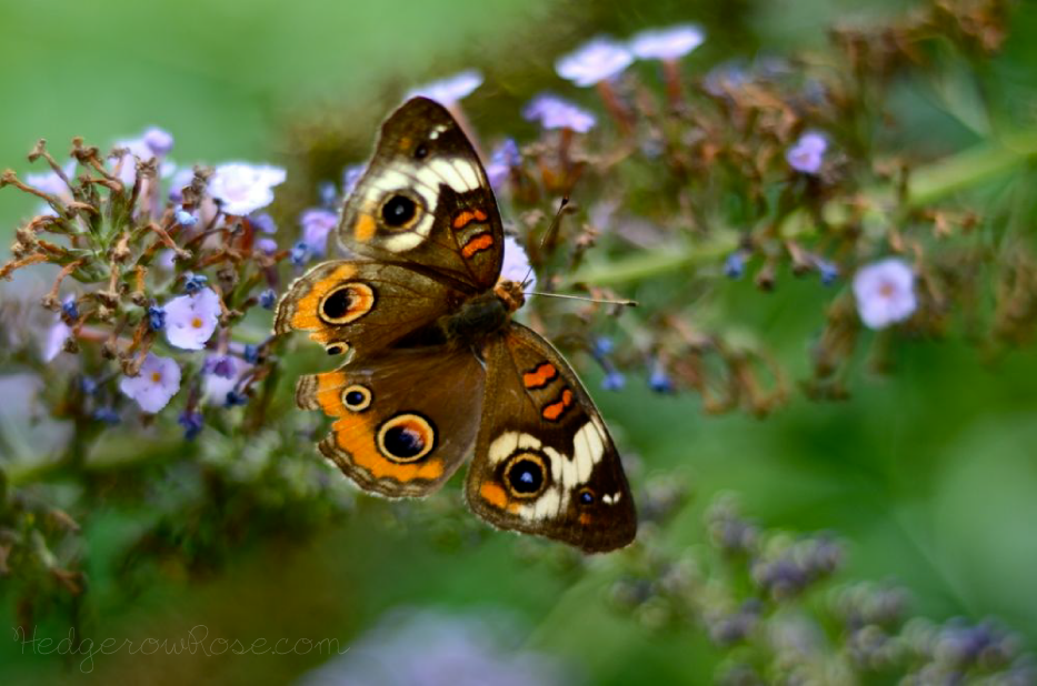 buckeye-butterfly-A