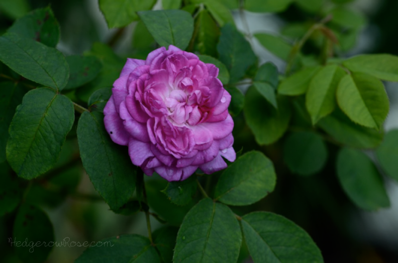 Growing ‘Rose de Rescht’ Portland Damask Rose – Hedgerow Rose®