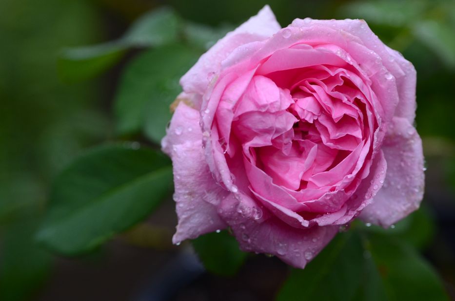 What is the most fragrant rose in your garden? This is ours…