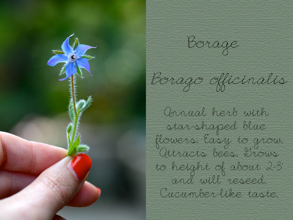 Borage, Borago officinalis