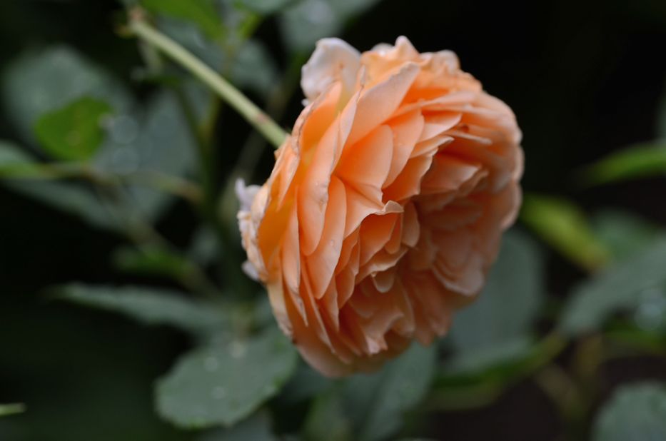 The one ‘Crown Princess Margareta’ blossom of the year