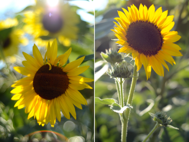 Growing Helianthus annuus ‘Flash Blend’ Sunflowers – Hedgerow Rose®