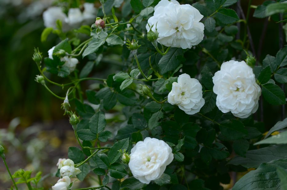 Growing ‘Madame Plantier’ or ‘The Bride’s Rose’