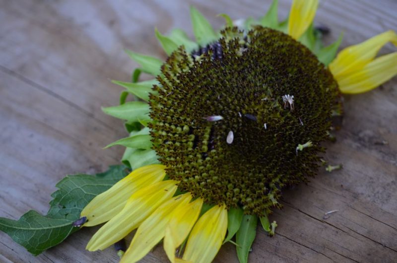 Growing Helianthus annuus ‘Flash Blend’ Sunflowers – Hedgerow Rose®