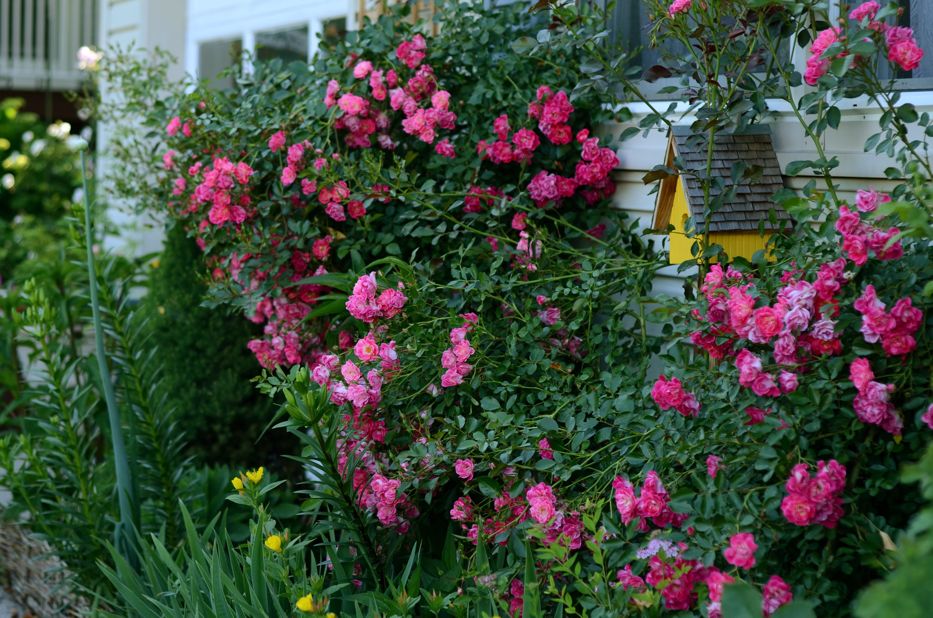 Flower Carpet Pink Supreme C | Hedgerow Rose