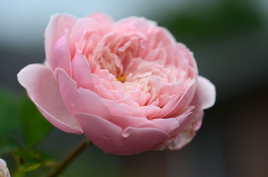 Growing ‘Alnwick Castle’ David Austin Rose