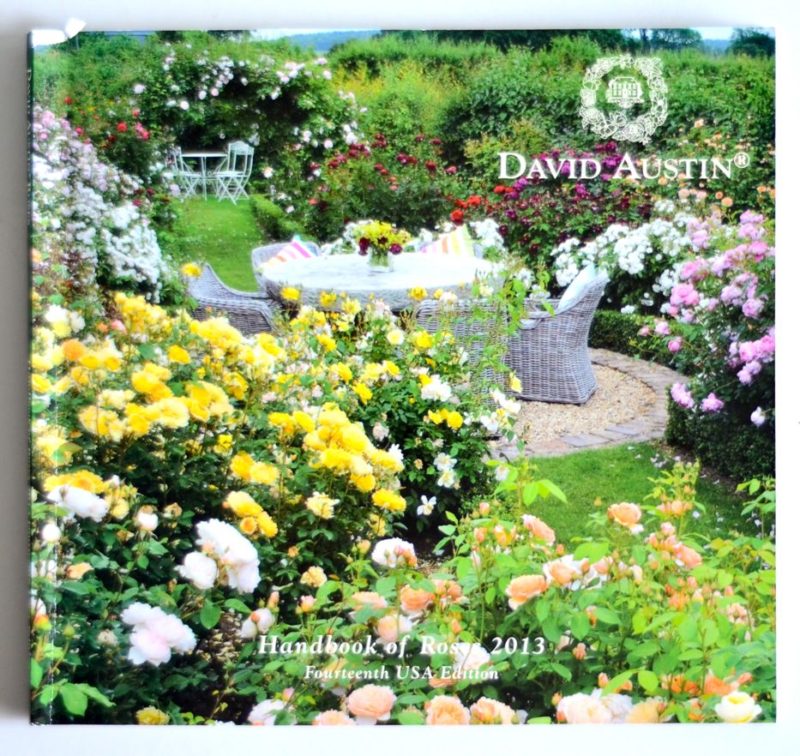 Shopping For David Austin Roses Help Me Decide Hedgerow Rose   David Austin Rose Catalog 800x756 