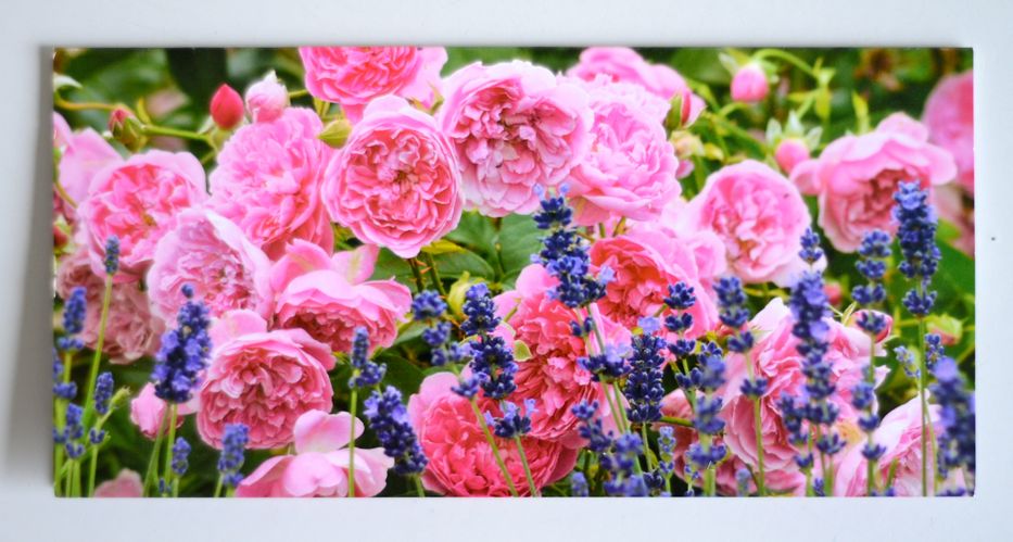 Shopping for David Austin Roses…Help me decide?