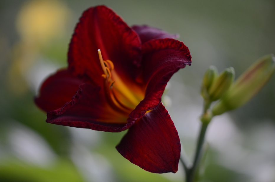 Daylilies