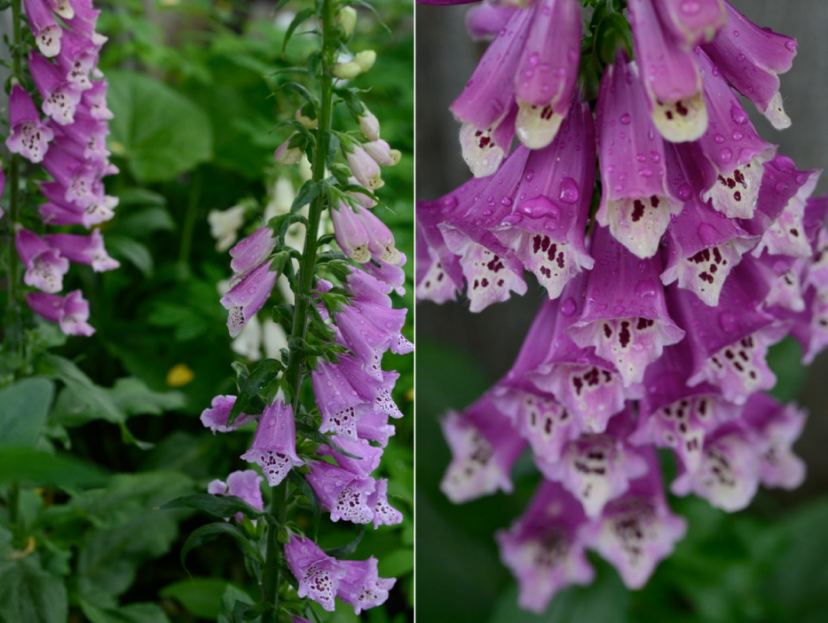 Foxglove-flowers-in-the-rain-_-Hedgerow-Rose