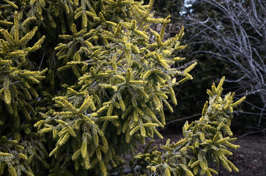 Picea orientalis Skylands | Hedgerow Rose