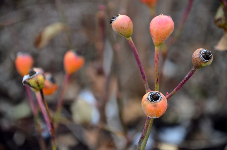 Rosa Heritage rosehips | Hedgerow Rose