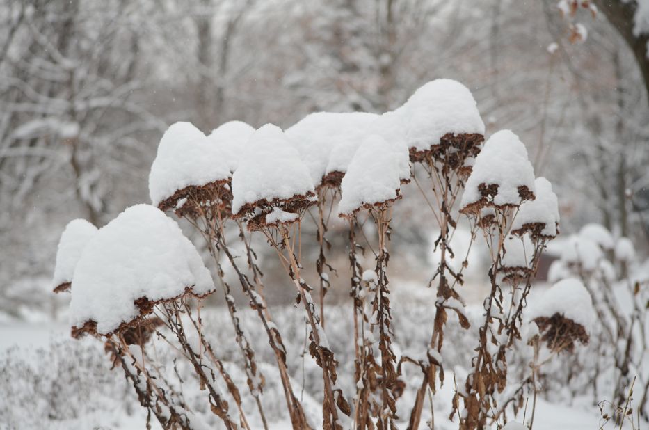 Snow covered sedum | Hedgerow Rose