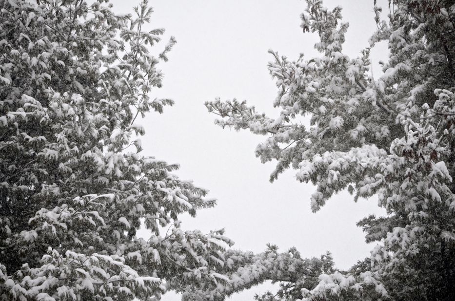 Snow covered white pines | Hedgerow Rose