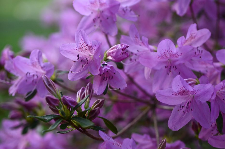 Azalea flowers