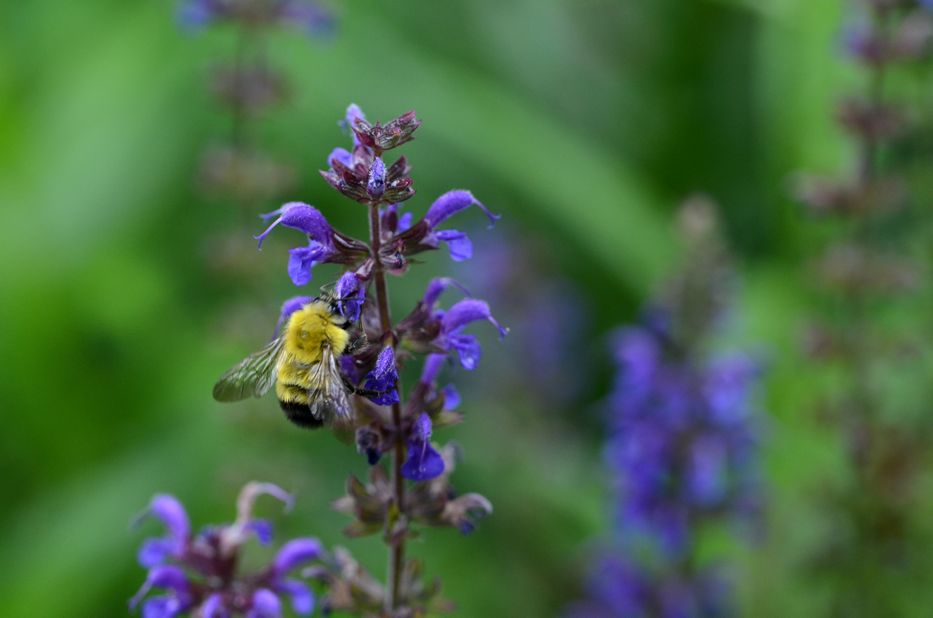 Bee on Salvia flowers