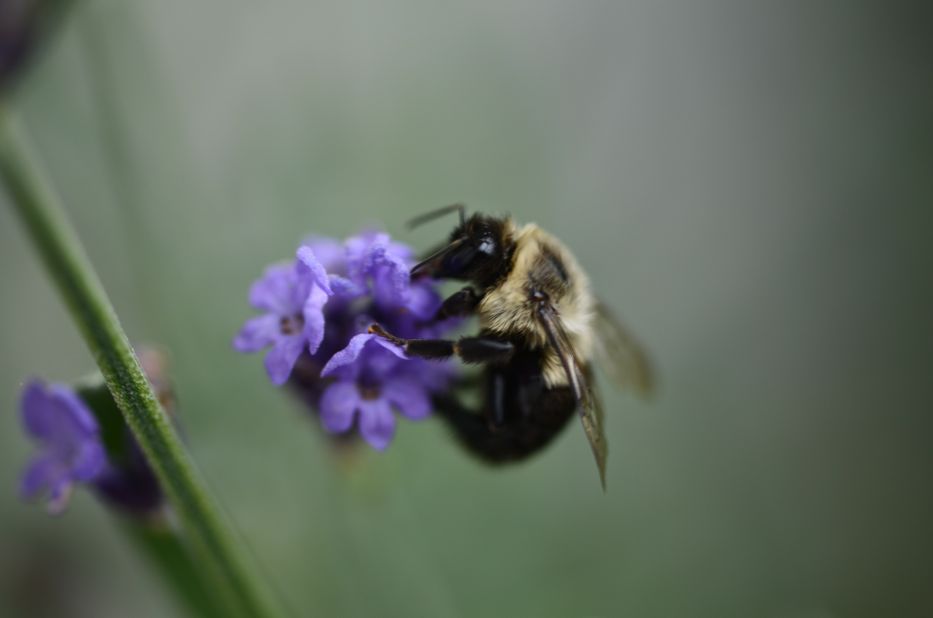 Bee on a lavender blossom