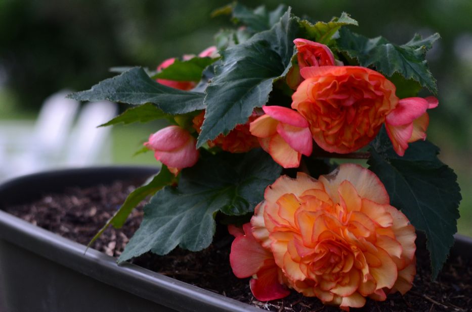 Begonia