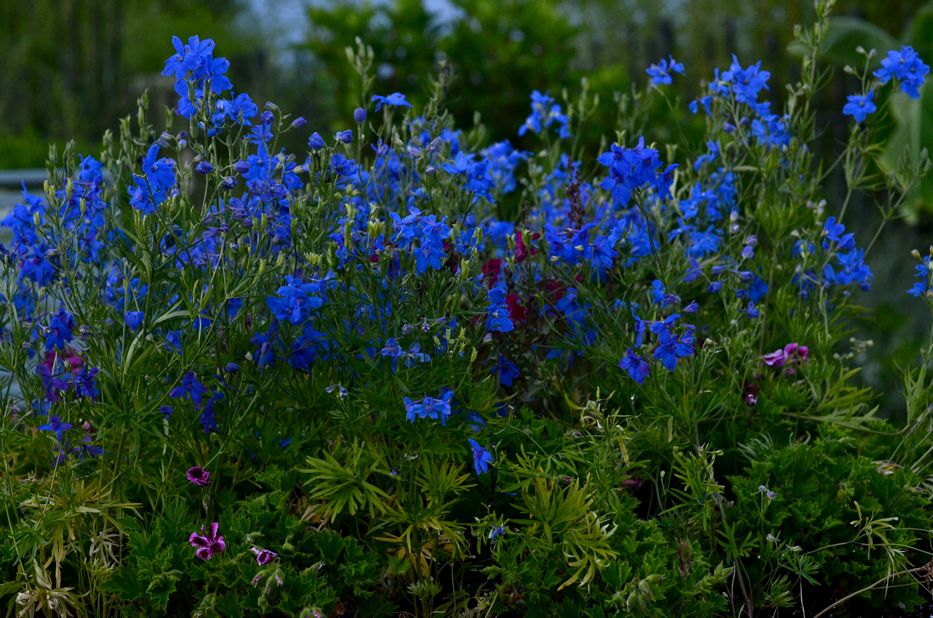 Blue Larkspur