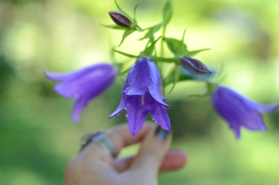 Campanula blossoms