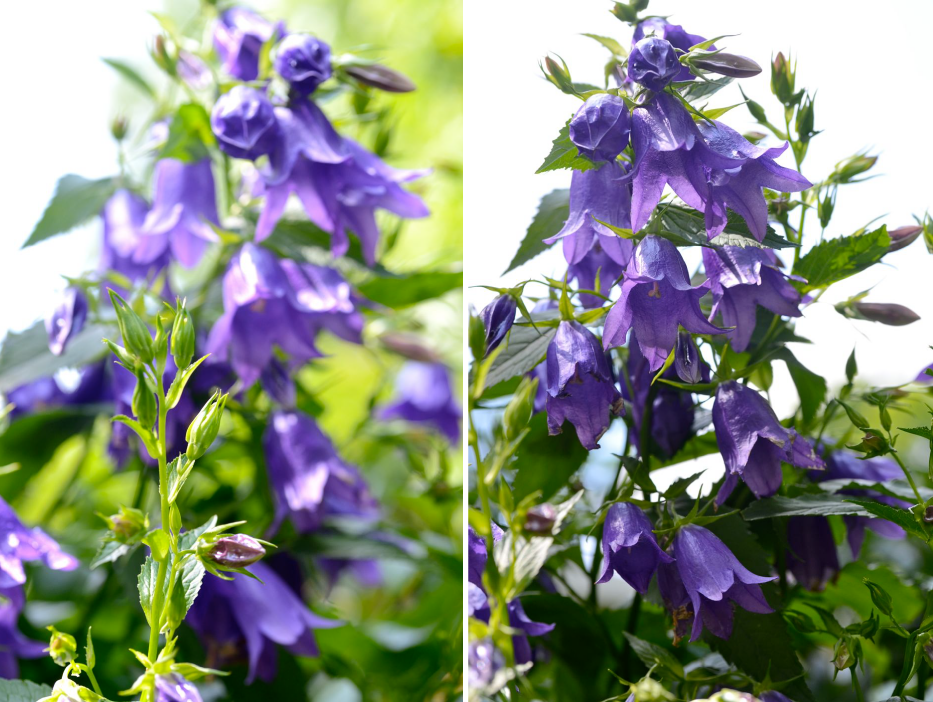 Growing Campanula