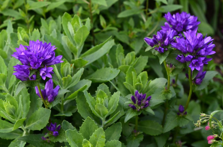 Campanula glomerata and Sedum leaves