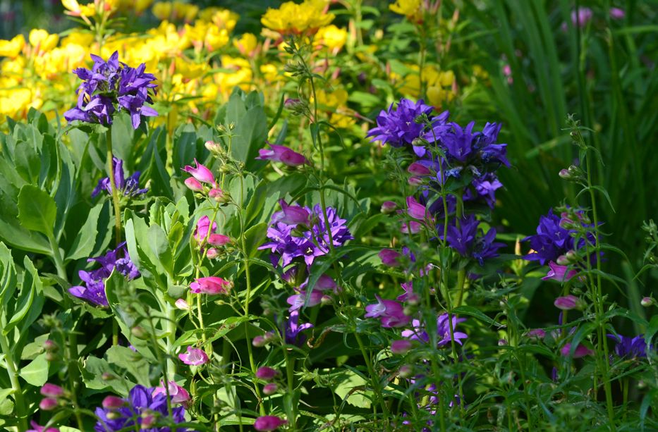 Campanula in a mixed border