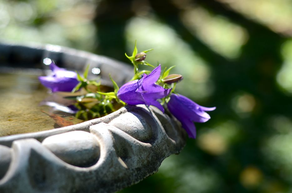 Campunula make excellent cut flowers