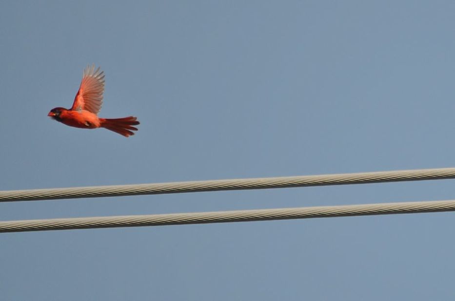 Cardinal in Flight