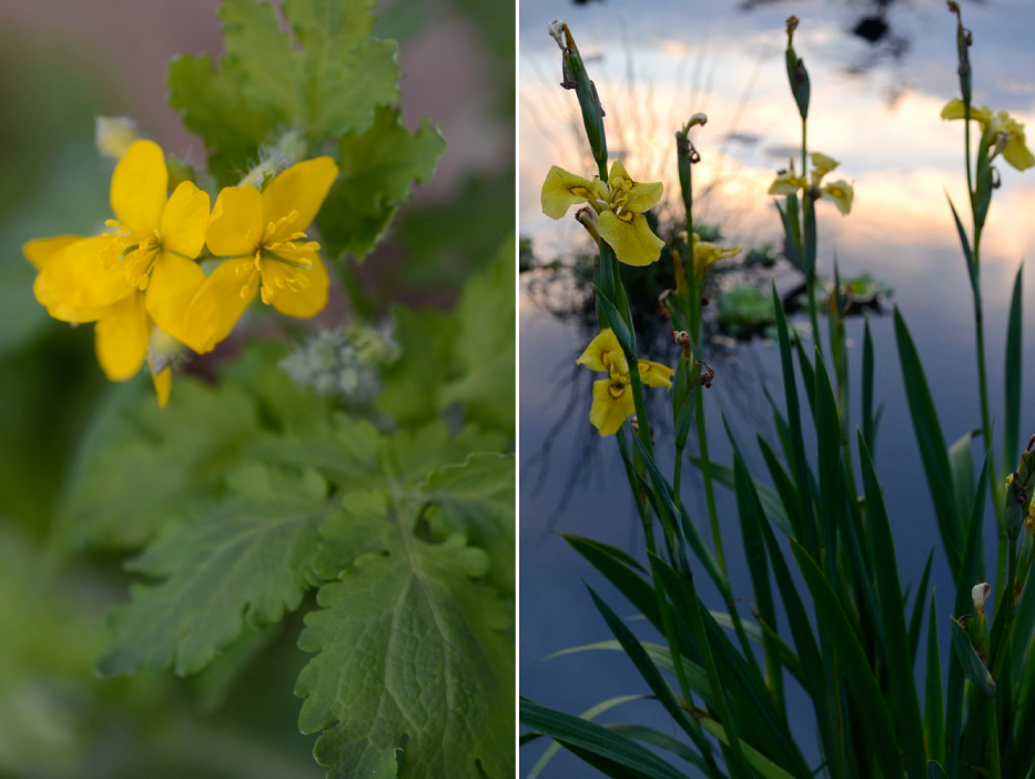 Celadine-Poppy-and-Flag-Iris