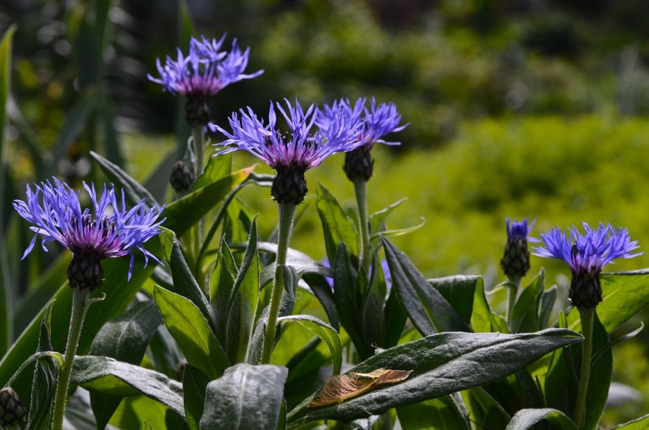 Centaurea