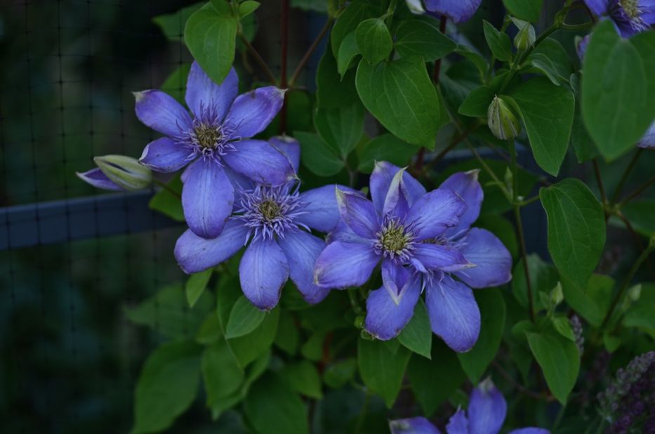 Clematis