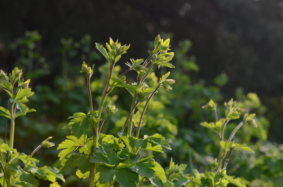 Columbine leaves