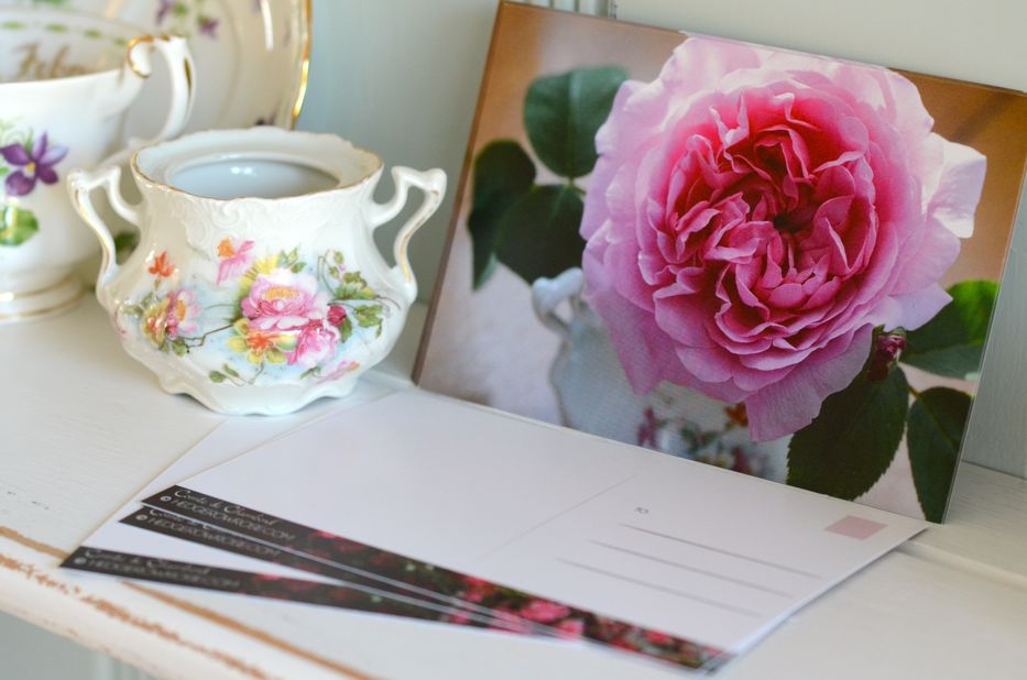 Comte de Chambord Rose Postcards | Hedgerow Rose