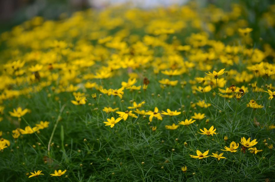 Coreopsis