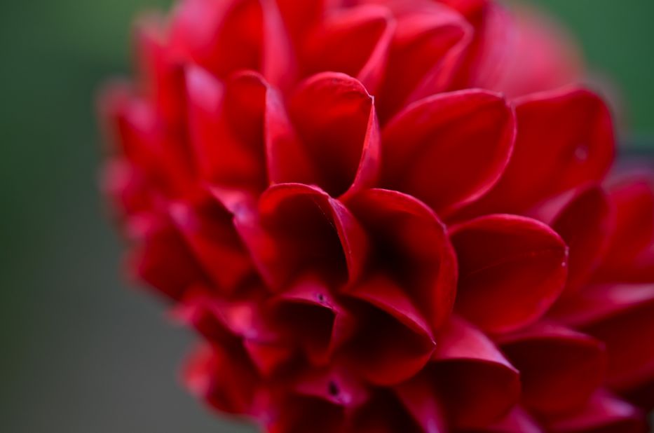 Dahlia close up