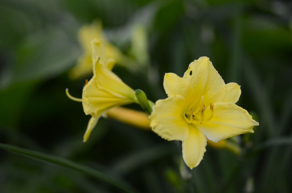 Daylilies