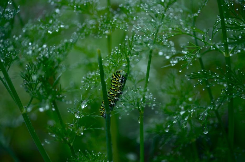 Dill Forest | Hedgerow Rose