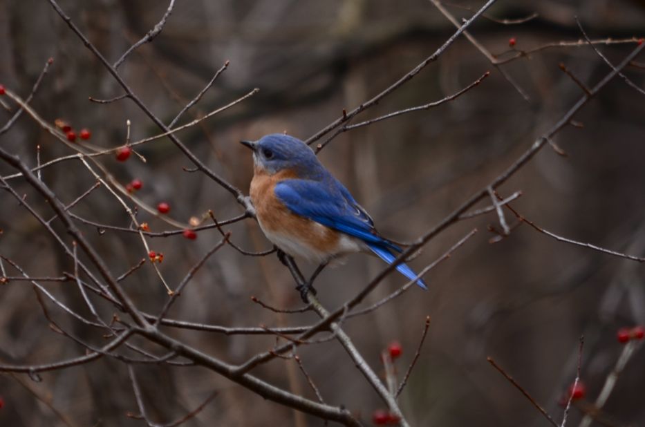 Eastern Bluebird