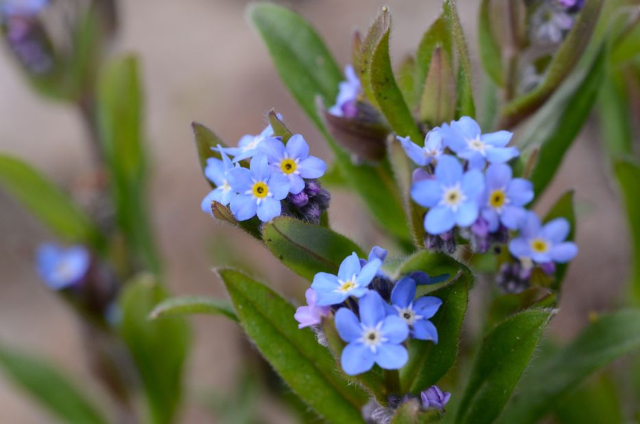 Forget Me Nots