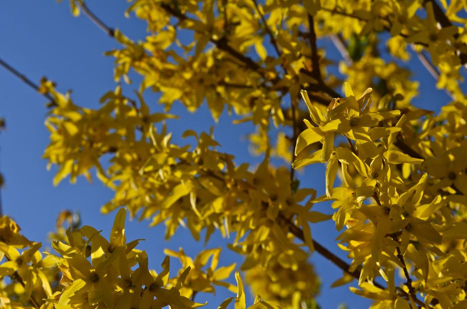 Forsythia