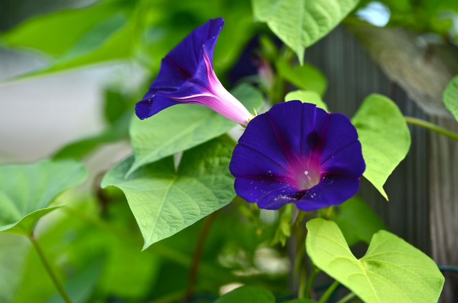 Grandpa Ott's Morning Glory