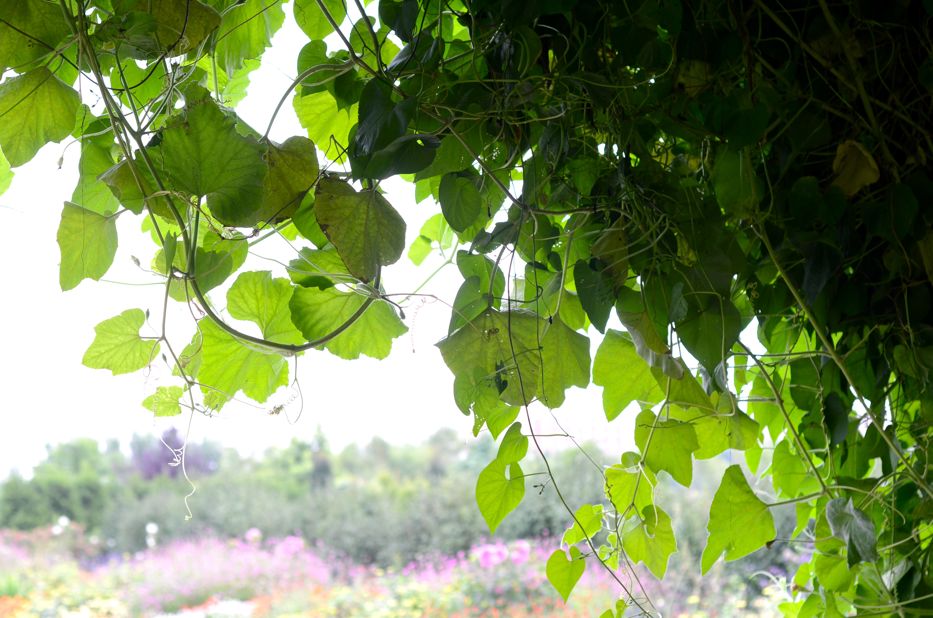 Hanging gourd leaves