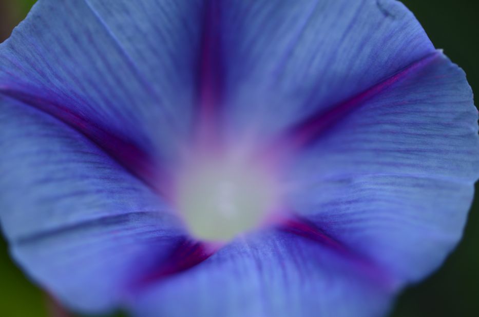 Heavenly Blue morning glory