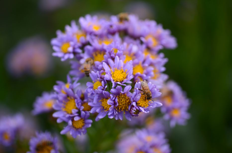 Honeybee on Aster flowers