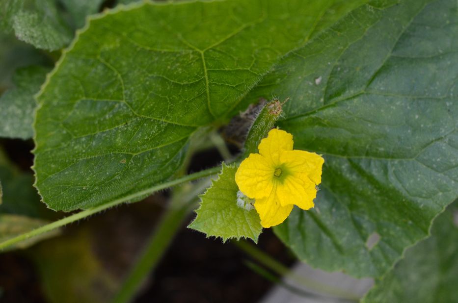 Honeydew blossom