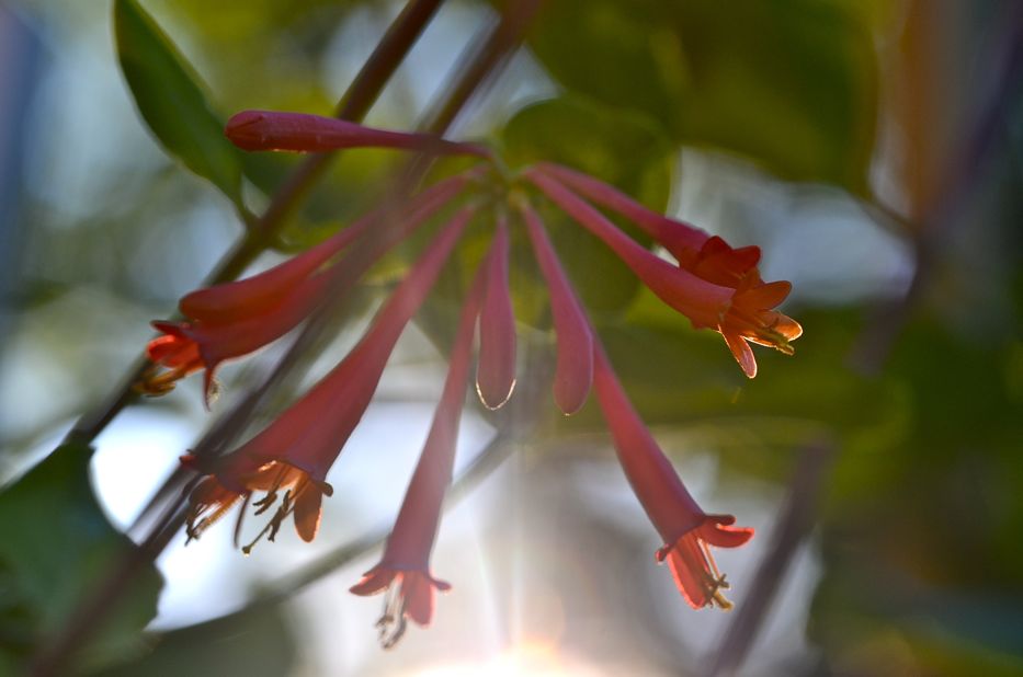 Honeysuckle | Hedgerow Rose