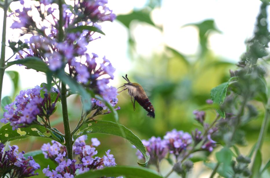 Hummingbird moth on butterfly bush