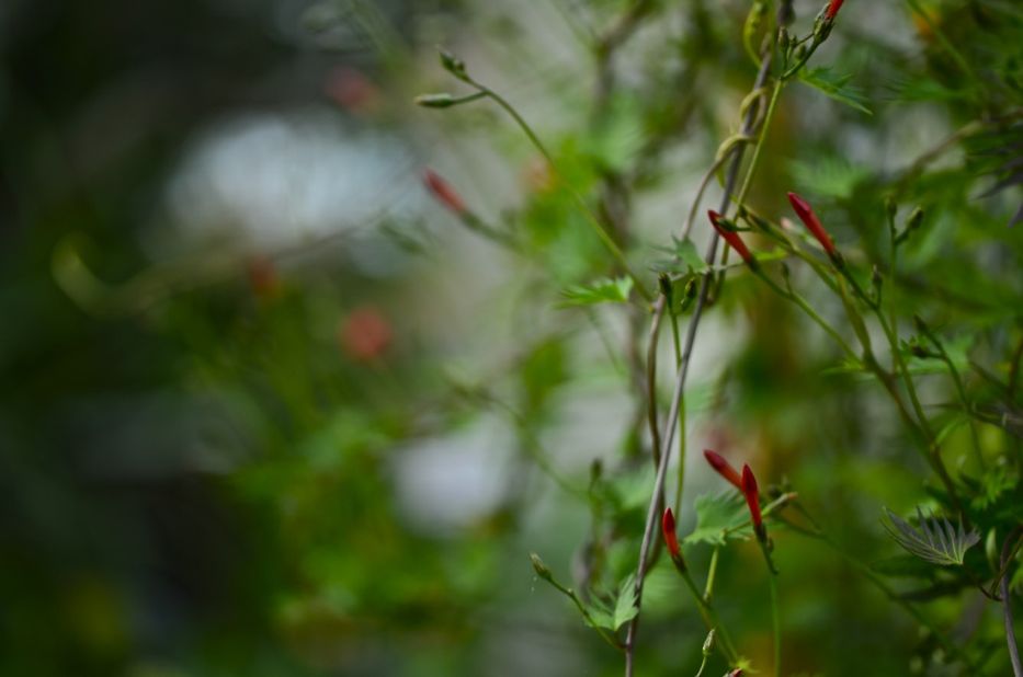 Ipomoea coccinea